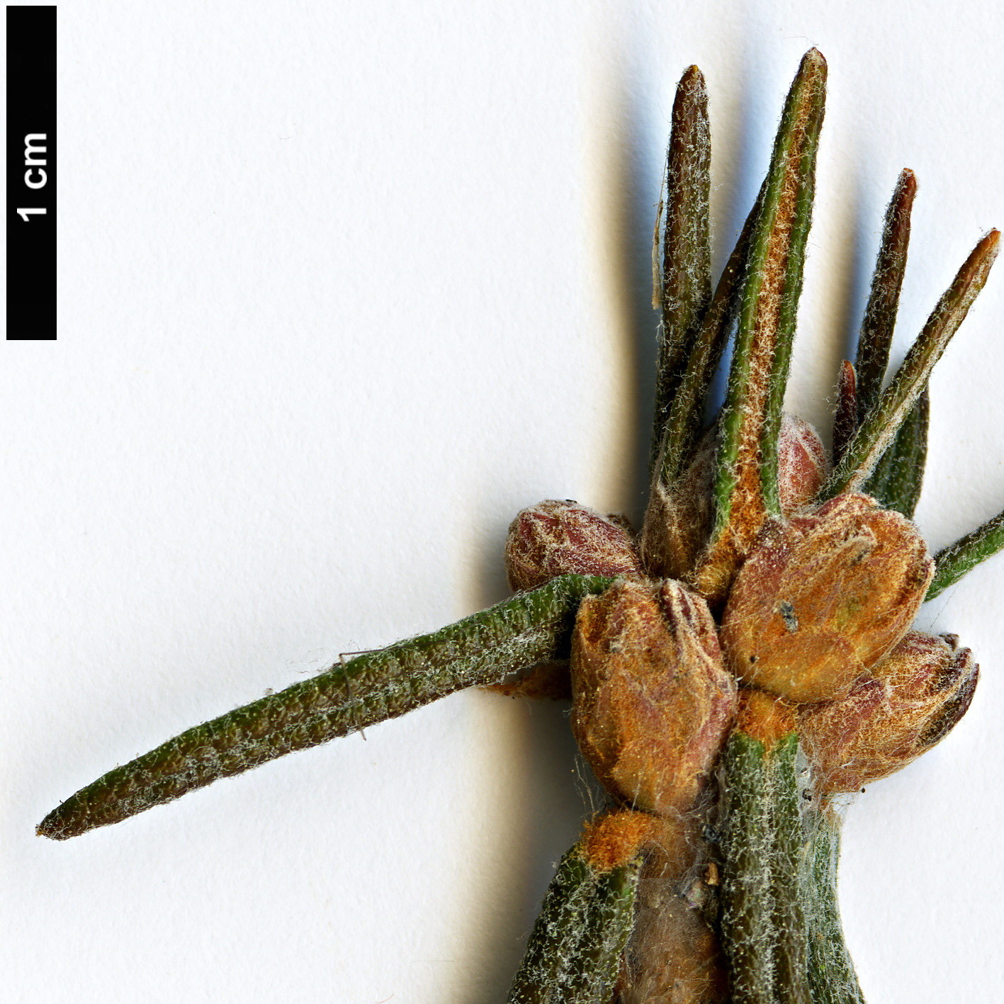 High resolution image: Family: Ericaceae - Genus: Rhododendron - Taxon: tomentosum - SpeciesSub: subsp. arcticum
